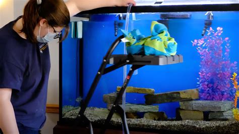 Discover How Janitor Fish Can Keep Your Aquarium Clean and .